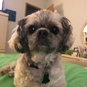 Meet your Posher, Brigid